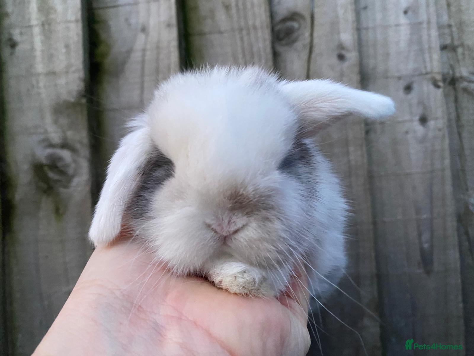 Mini Lop rabbits 🧡Gorgeous and friendly mini lop girl🧡 - Advert 2