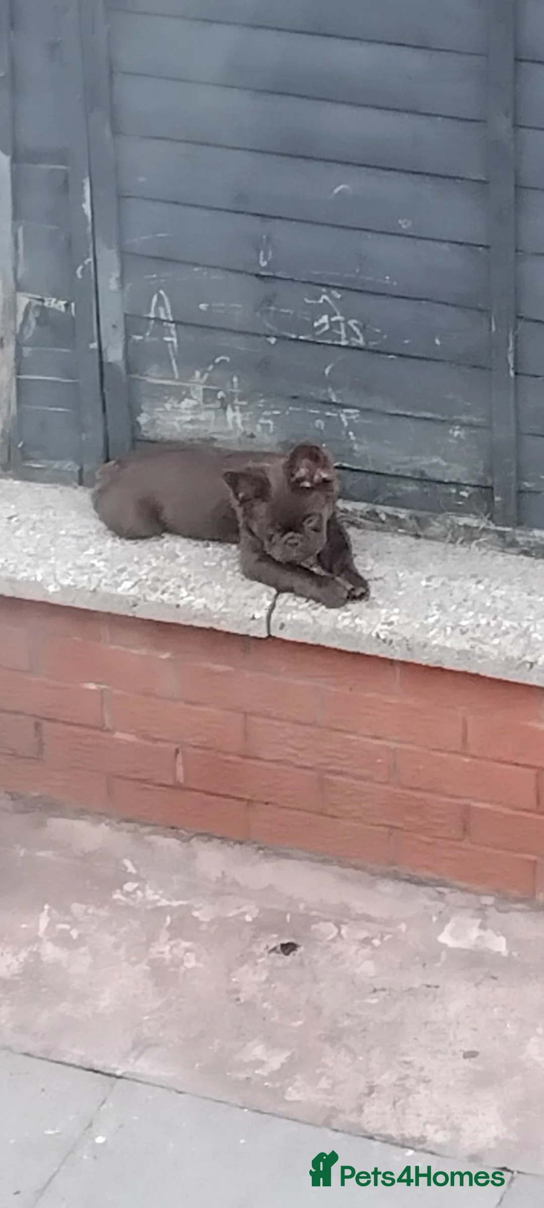 French Bulldog dogs for sale: Male  - Advert 2