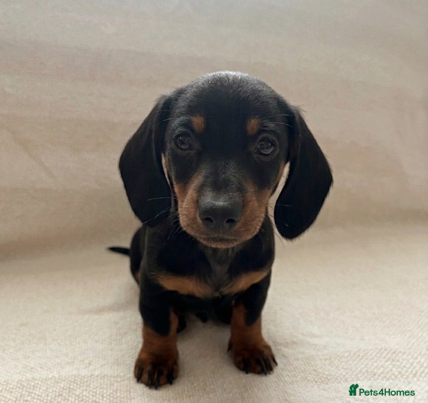 Miniature Dachshund dogs 4 Left - Beautiful Miniature Dachshund Puppies - Advert 7