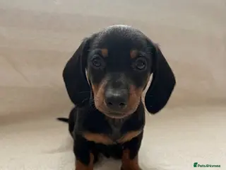 Miniature Dachshund dogs 4 Left - Beautiful Miniature Dachshund Puppies - Advert 7