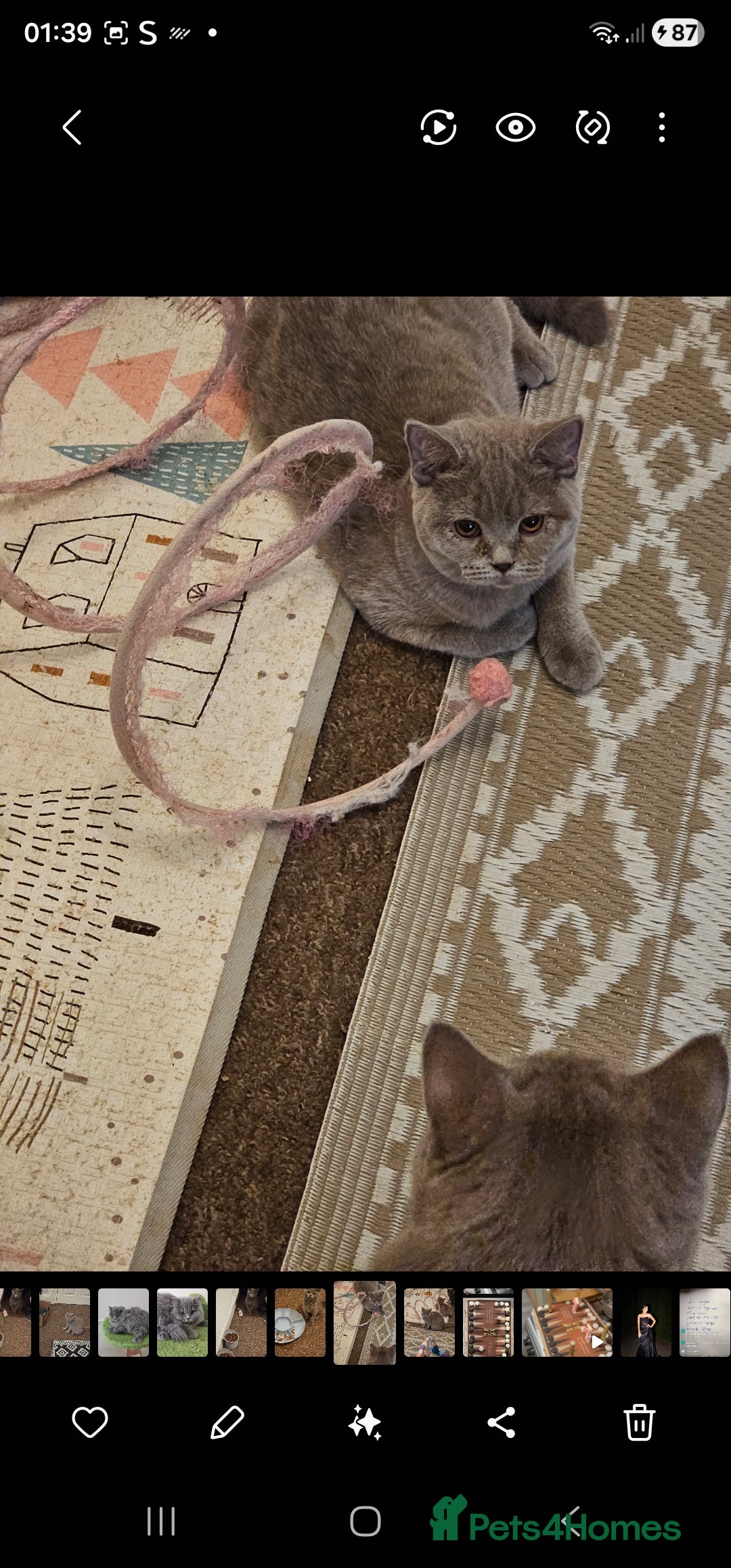 British Shorthair cats for sale: British shorthair and longhair  - Advert 8