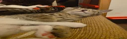 Mixed Breed cats for sale: Mixed race kittens in Uxbridge - Advert 4