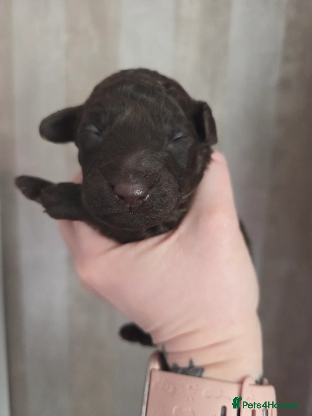 Toy Poodle dogs for sale: KC reg TINY Toy poodle puppies - Advert 2