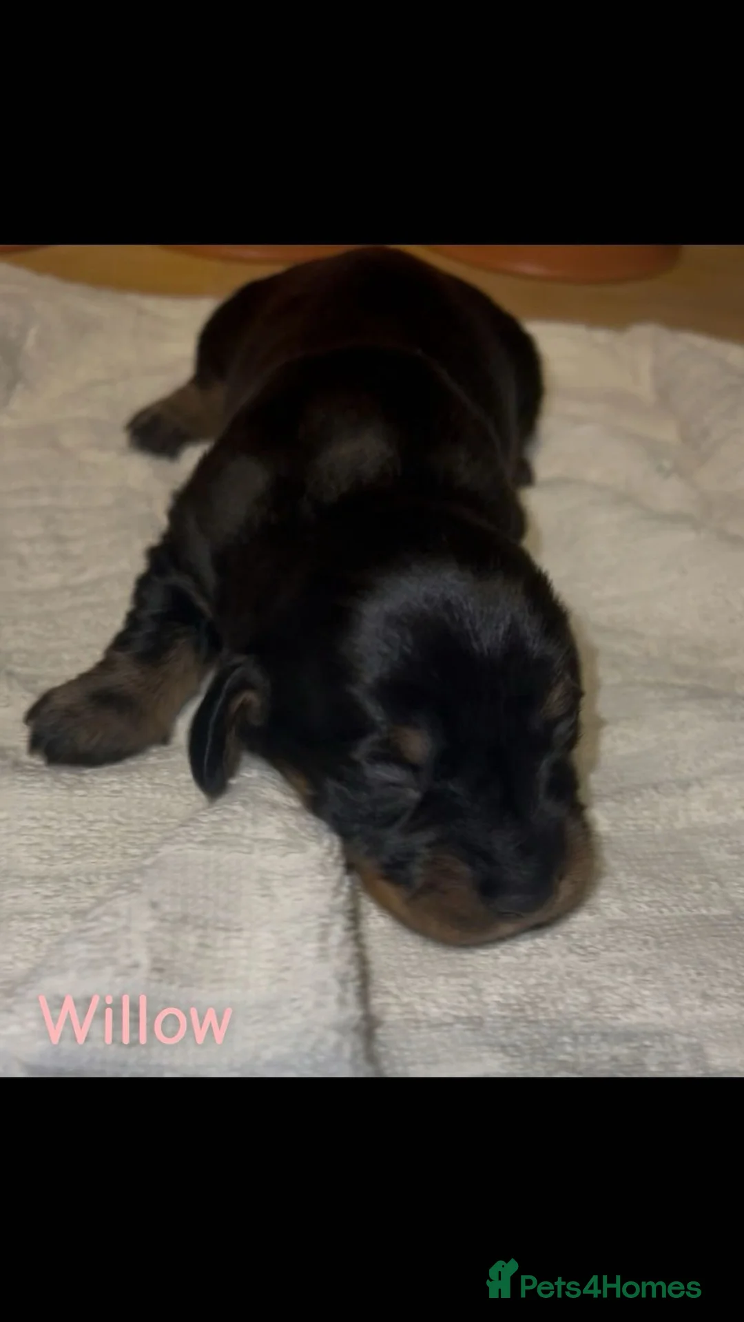 Dachshund dogs for sale: Dacshaunds puppies  - Advert 9