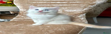 Ragdoll 8
