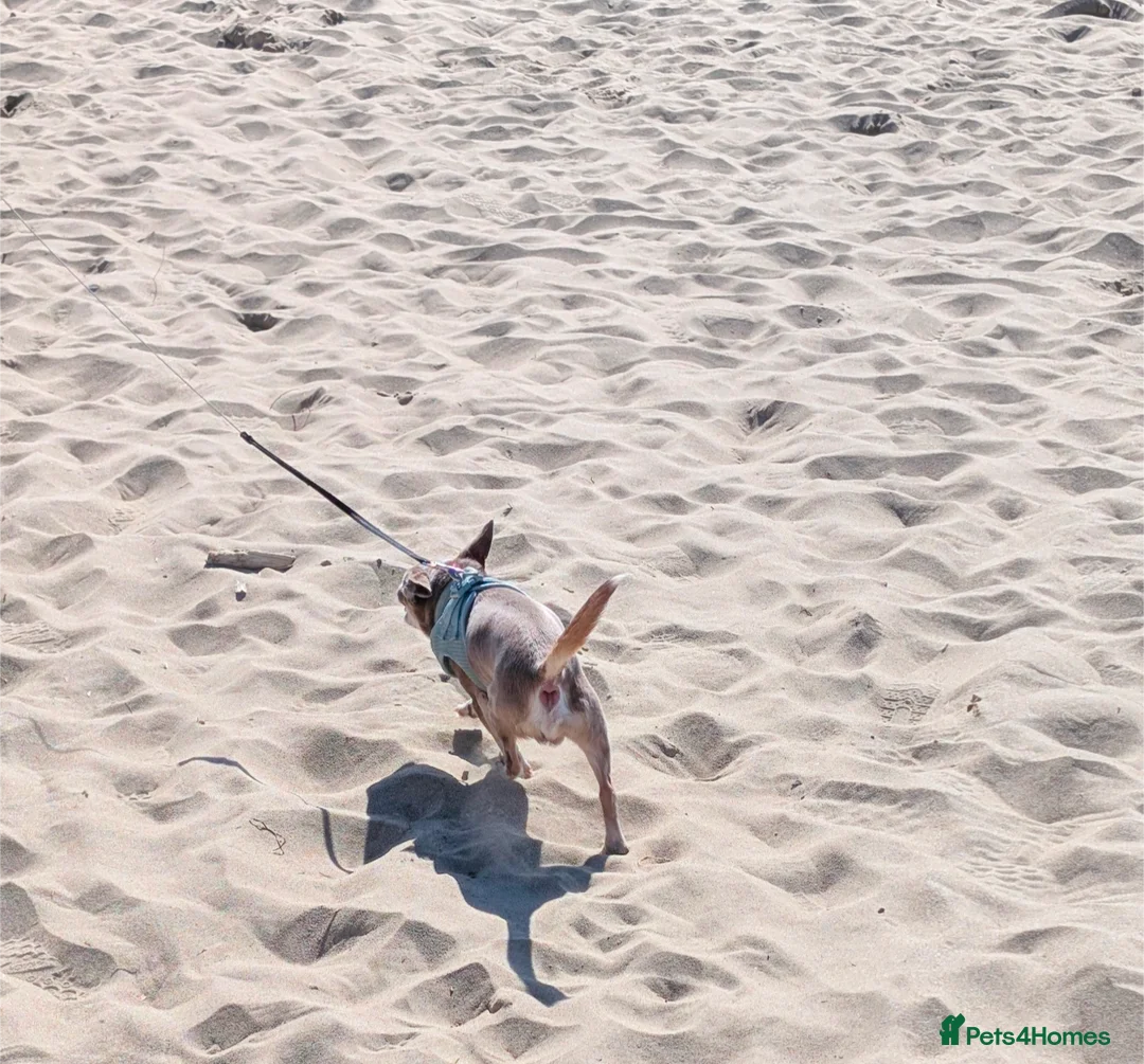 Chihuahua dogs for sale: 6 year old male chihuahua  - Advert 2