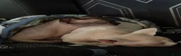 Sphynx cats for sale: Sphinx - Advert 4