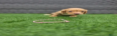Cocker Spaniel 2