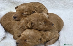 Miniature Poodle dogs for sale: 🐶✨ Stunning Mini Poodle Puppies ✨🐶 - Image 13