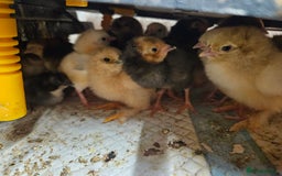 Chickens poultry for sale: Chicks  - Image 7