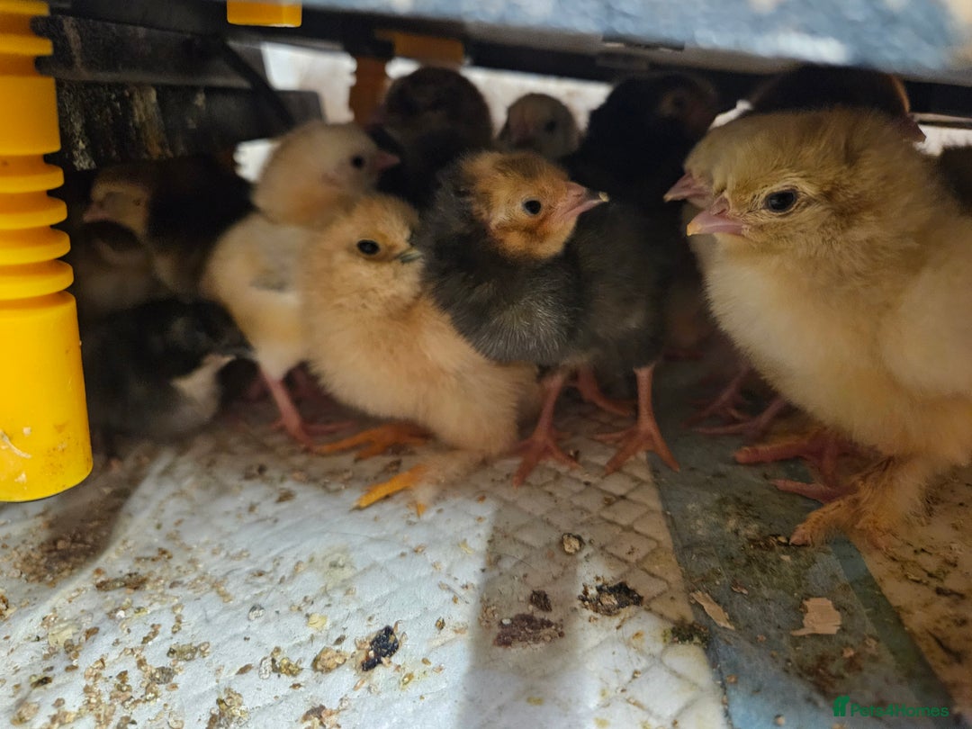 Chickens poultry for sale: Chicks  - Image 7