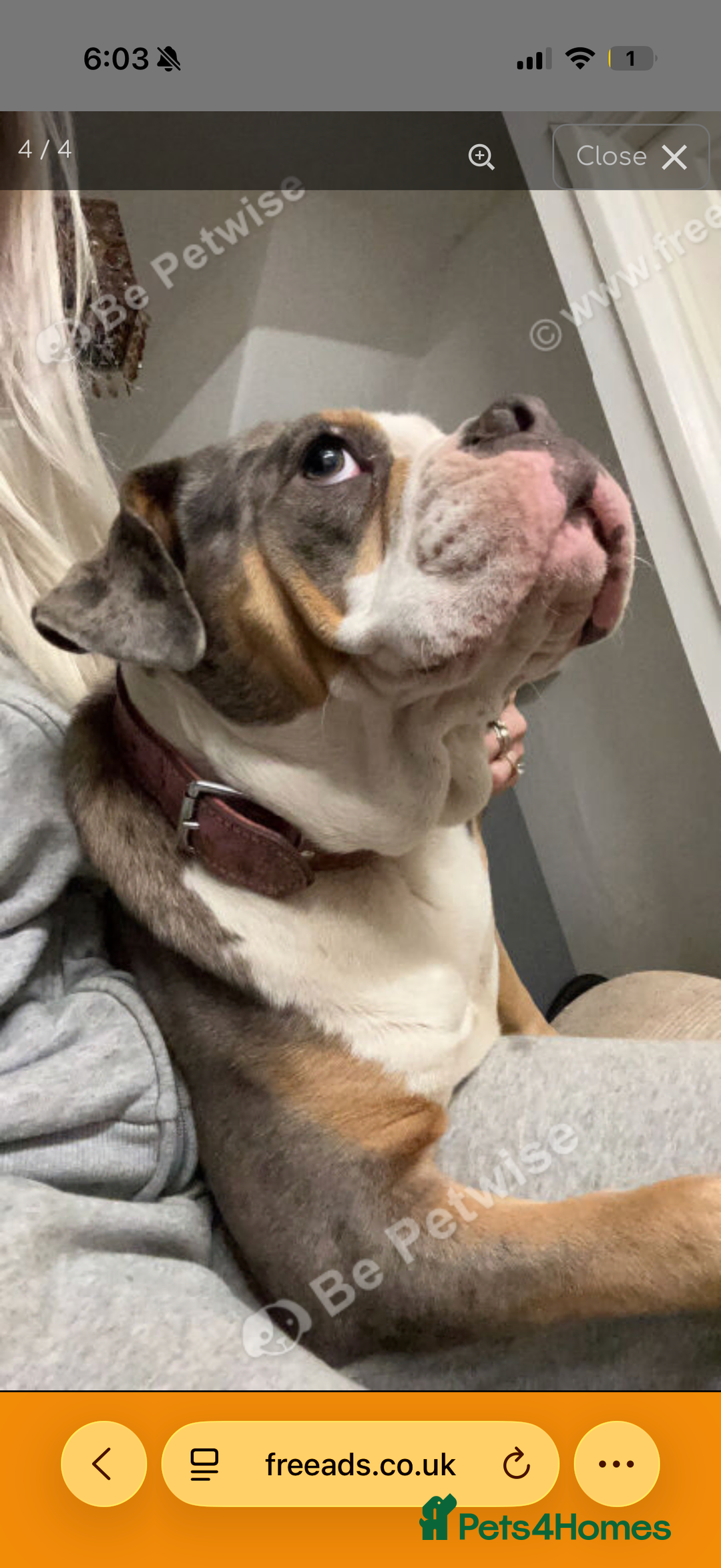 English Bulldog dogs for sale: English bulldog  - Advert 1