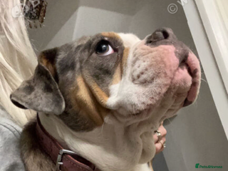 English Bulldog dogs English bulldog - Advert 1