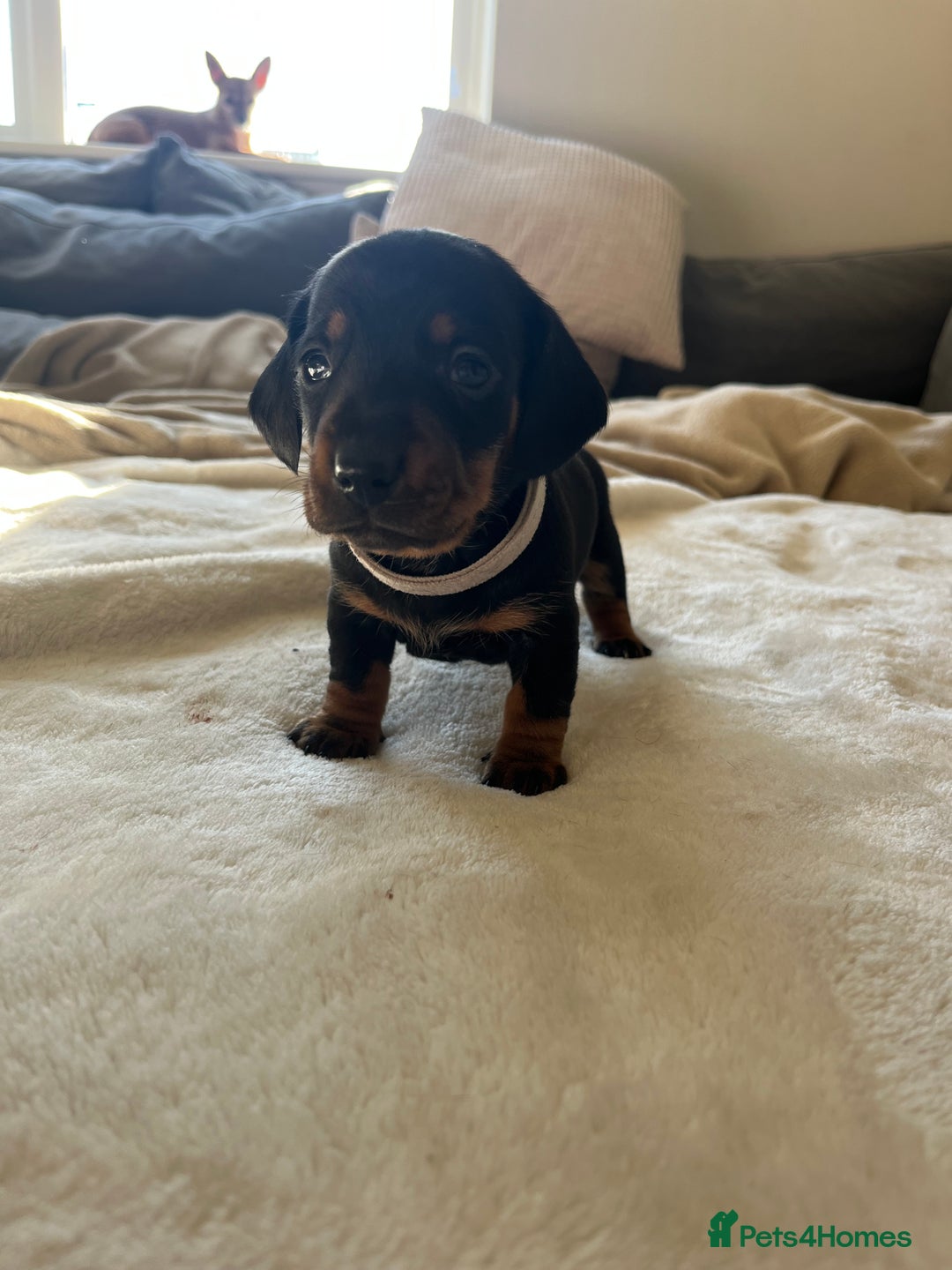 Miniature Dachshund dogs for sale: Beautiful Baby Sausages - Advert 7