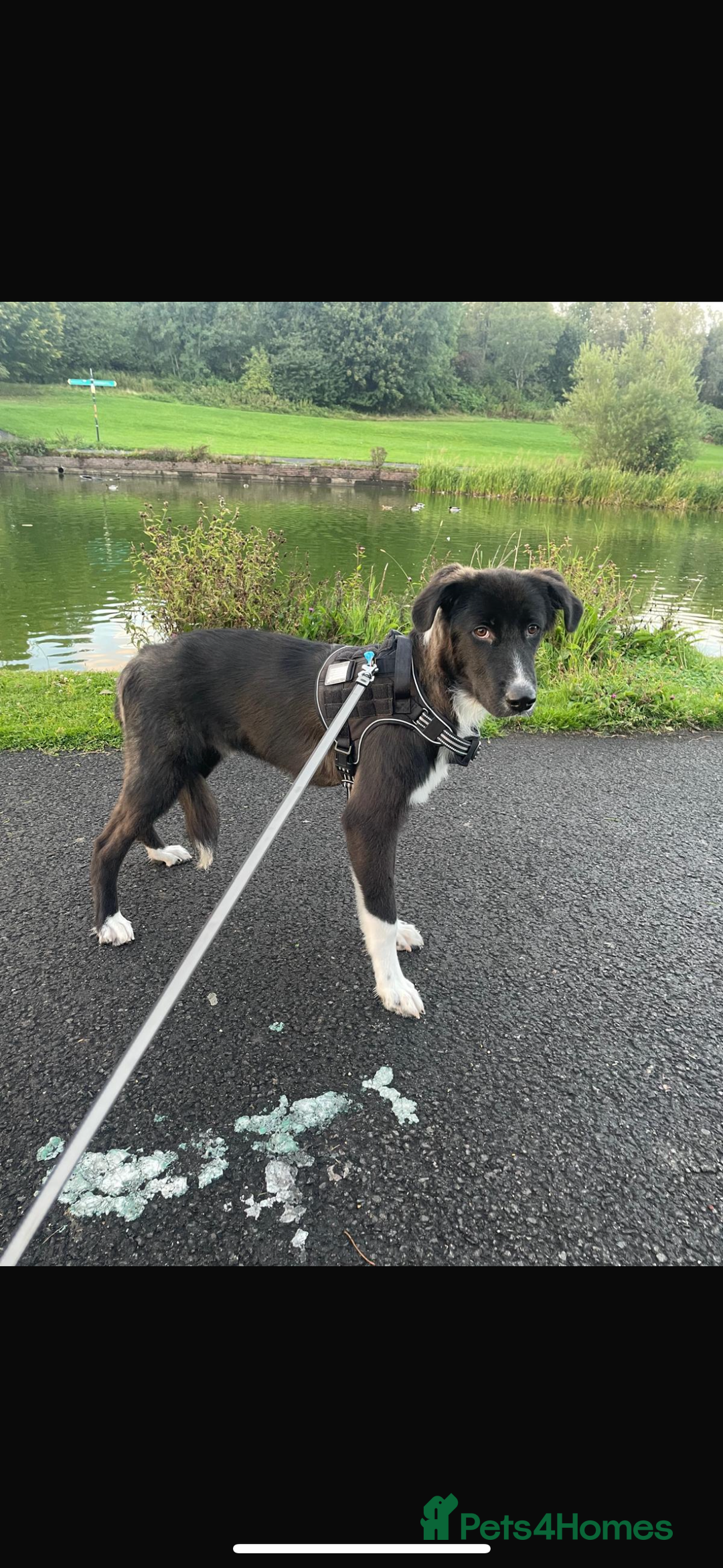 Mixed Breed dogs for sale: Mix bread dog for sale  - Image 3