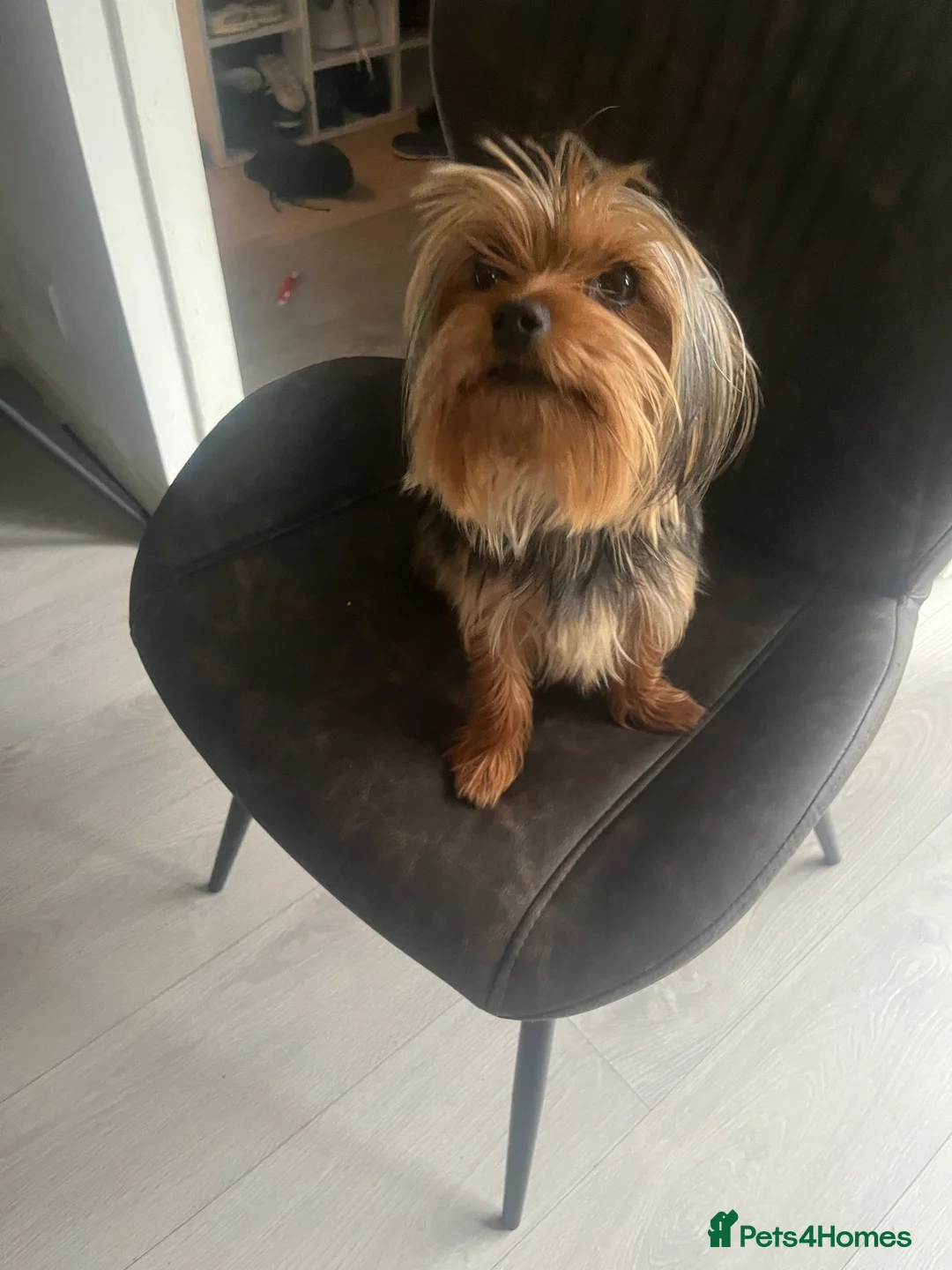 Yorkshire Terrier dogs for sale: Yorkshire Terrier female, 1 year old. - Advert 3