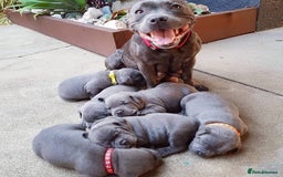 Staffordshire Bull Terrier dogs for sale: Clever Blue Staffordshire Bull Terriers For Sale - Image 10