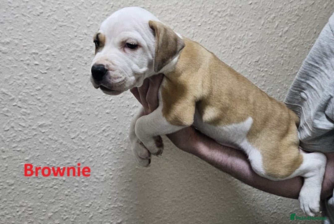 Mixed Breed dogs for sale: Confident & Well-Socialised Presa x Staffy Pups - Image 24