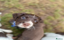 Sprocker dogs for sale: Beautiful F1 Sprocker Spaniel Puppies. in King's Lynn - Image 11