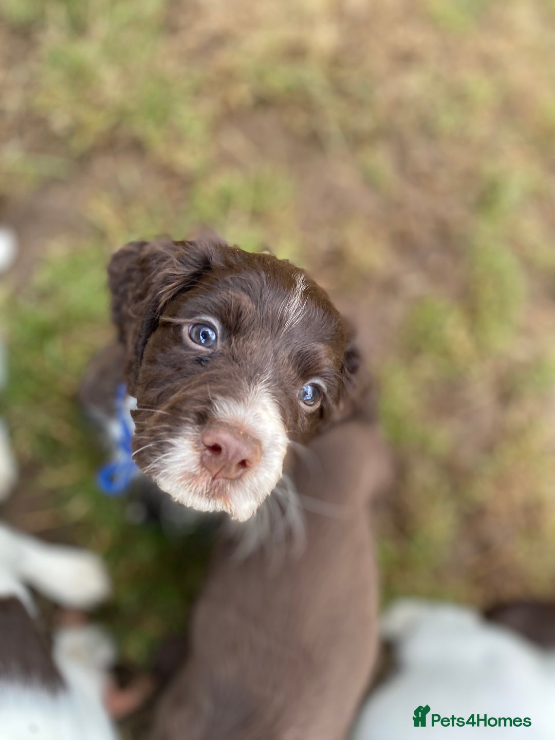 Sprocker dogs for sale: Beautiful F1 Sprocker Spaniel Puppies. in King's Lynn - Image 11