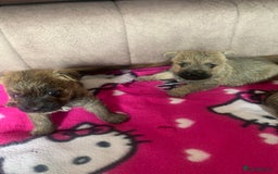 Cairn Terrier dogs for sale: Quality litter KC reg Cairn Terrier Puppies  - Image 7