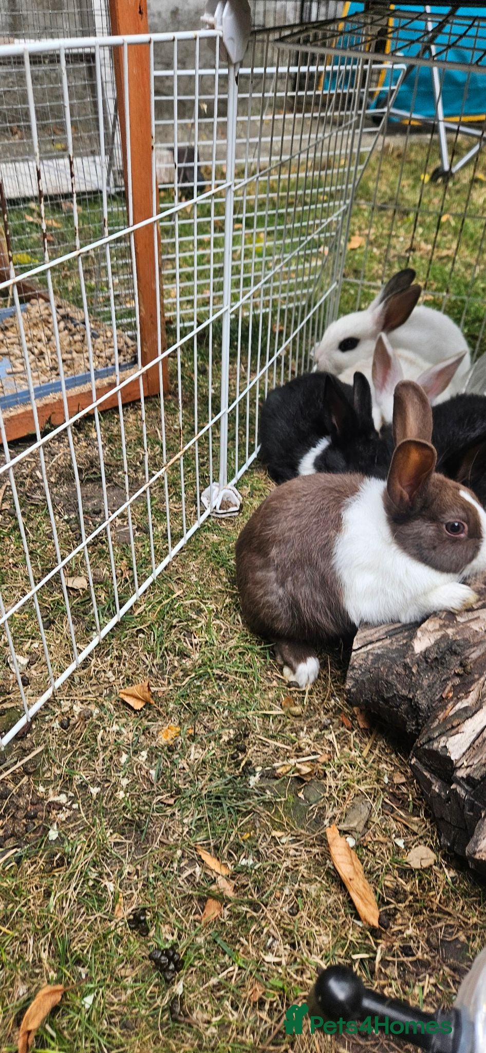 Mixed Breed rabbits They are so cute babys 🥰 - Advert 2