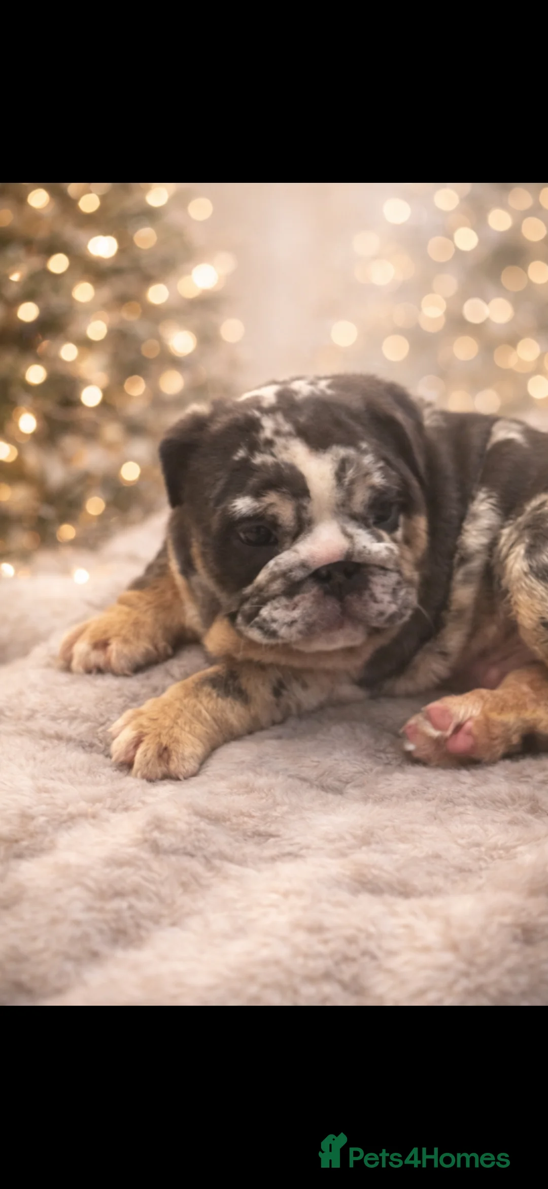 English Bulldog dogs for sale: British bulldogs  - Advert 7