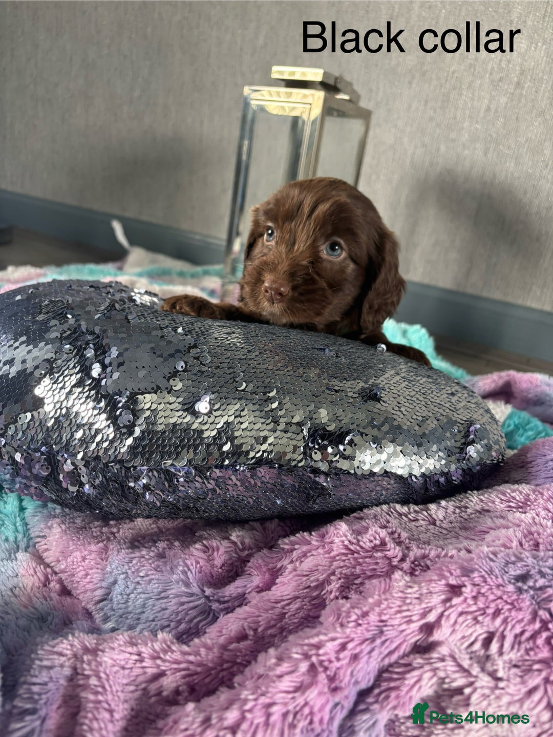 Mixed Breed dogs for sale: Springer spaniel X F1 Cockapoo  - Image 5
