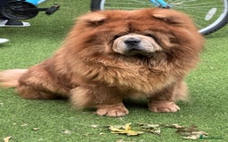 Chow Chow dogs for sale: Loving chow chow looking for a new home - Image 9