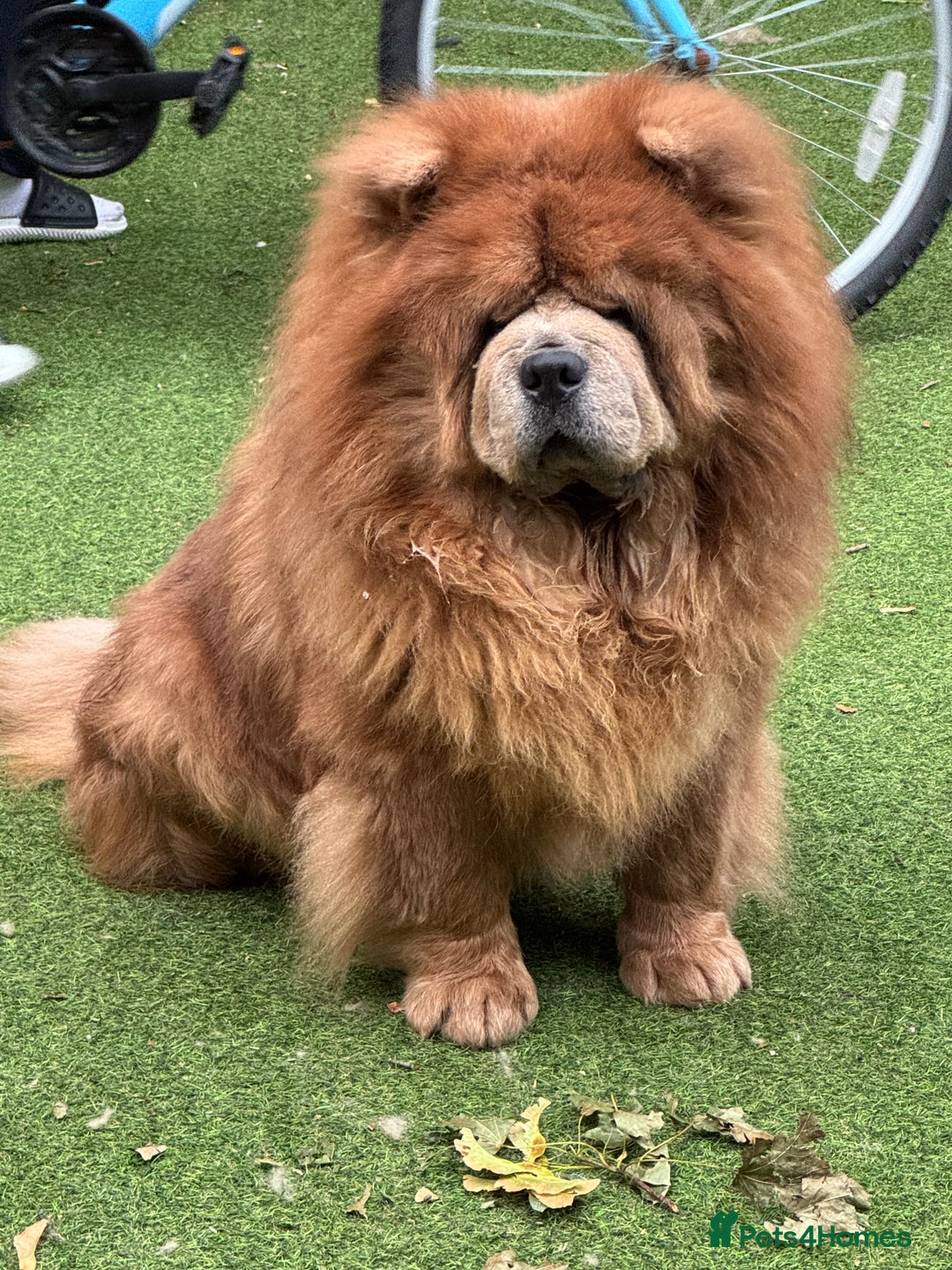Chow Chow dogs for sale: Loving chow chow looking for a new home - Image 9