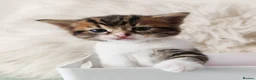 Mixed Breed cats for sale: Kitten in Poole - Advert 6