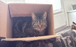 Domestic Shorthair cats for sale: Pretty little tuxedo and cutest little tabby - Image 13