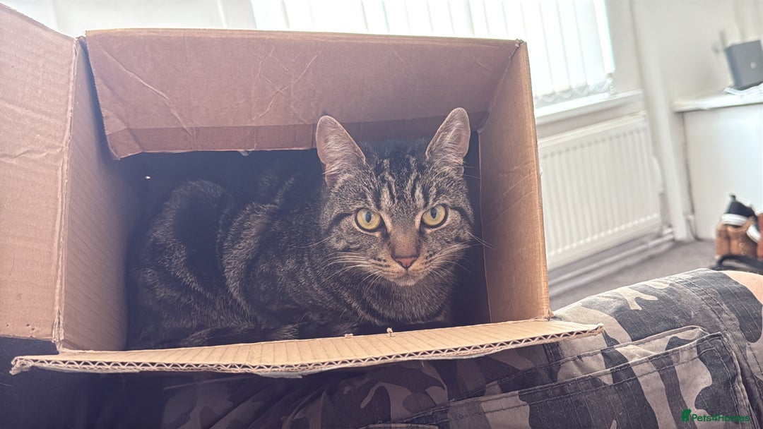 Domestic Shorthair cats for sale: Pretty little tuxedo and cutest little tabby - Image 13