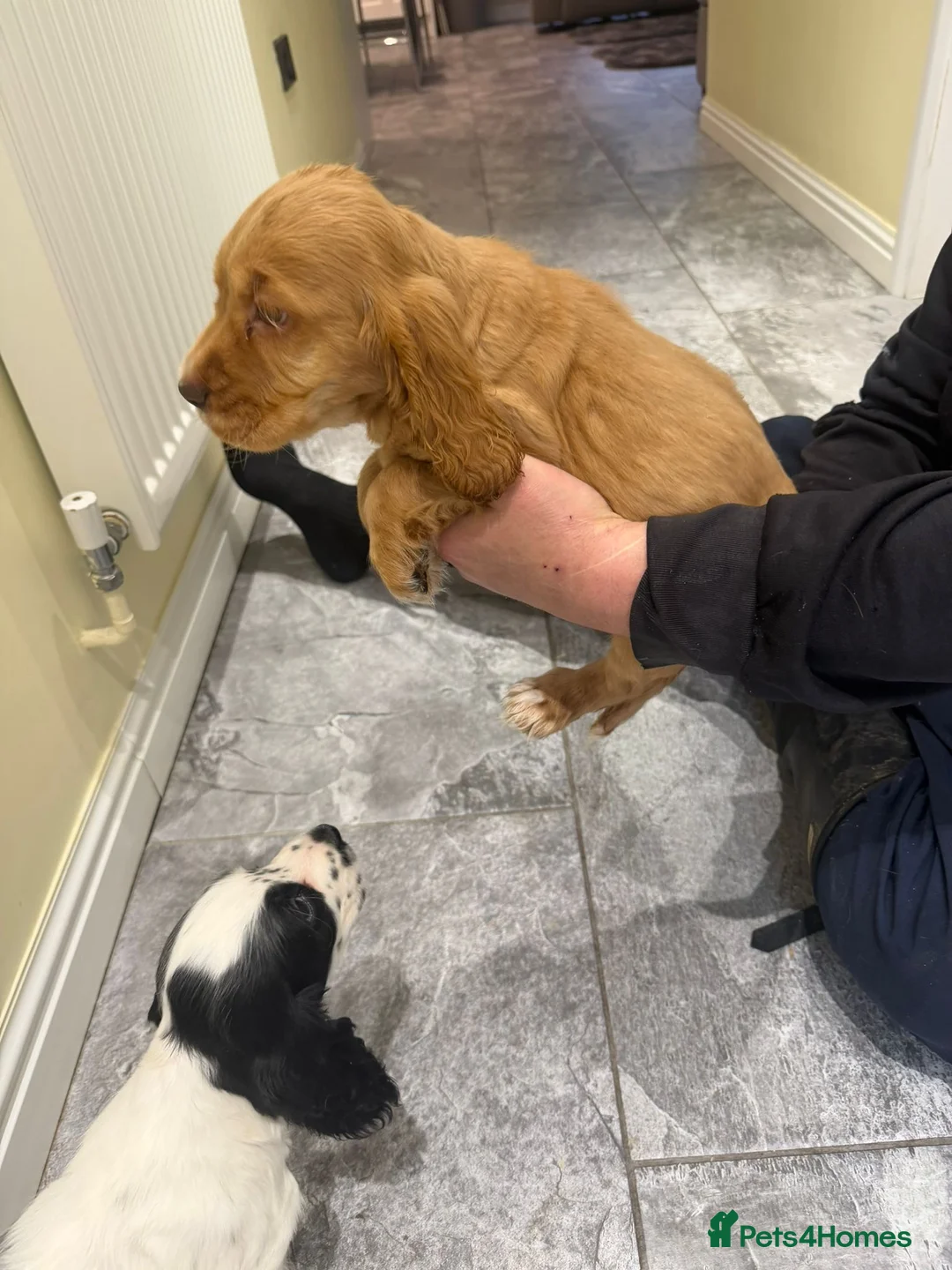Cocker Spaniel dogs for sale: OUTSTANDING ADORABLE SHOW TYPE COCKER SPANIEL  - Advert 23