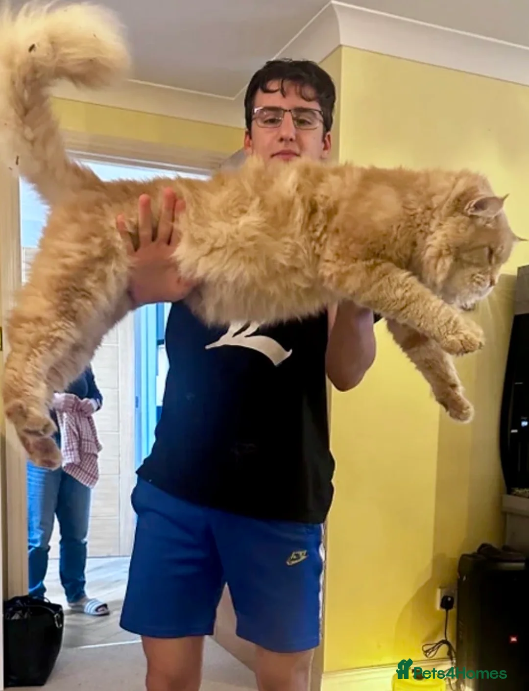 Ragcoon cats for sale: Teddy Bear Ragdoll x Maine Coon Rare and Stunning - Advert 5