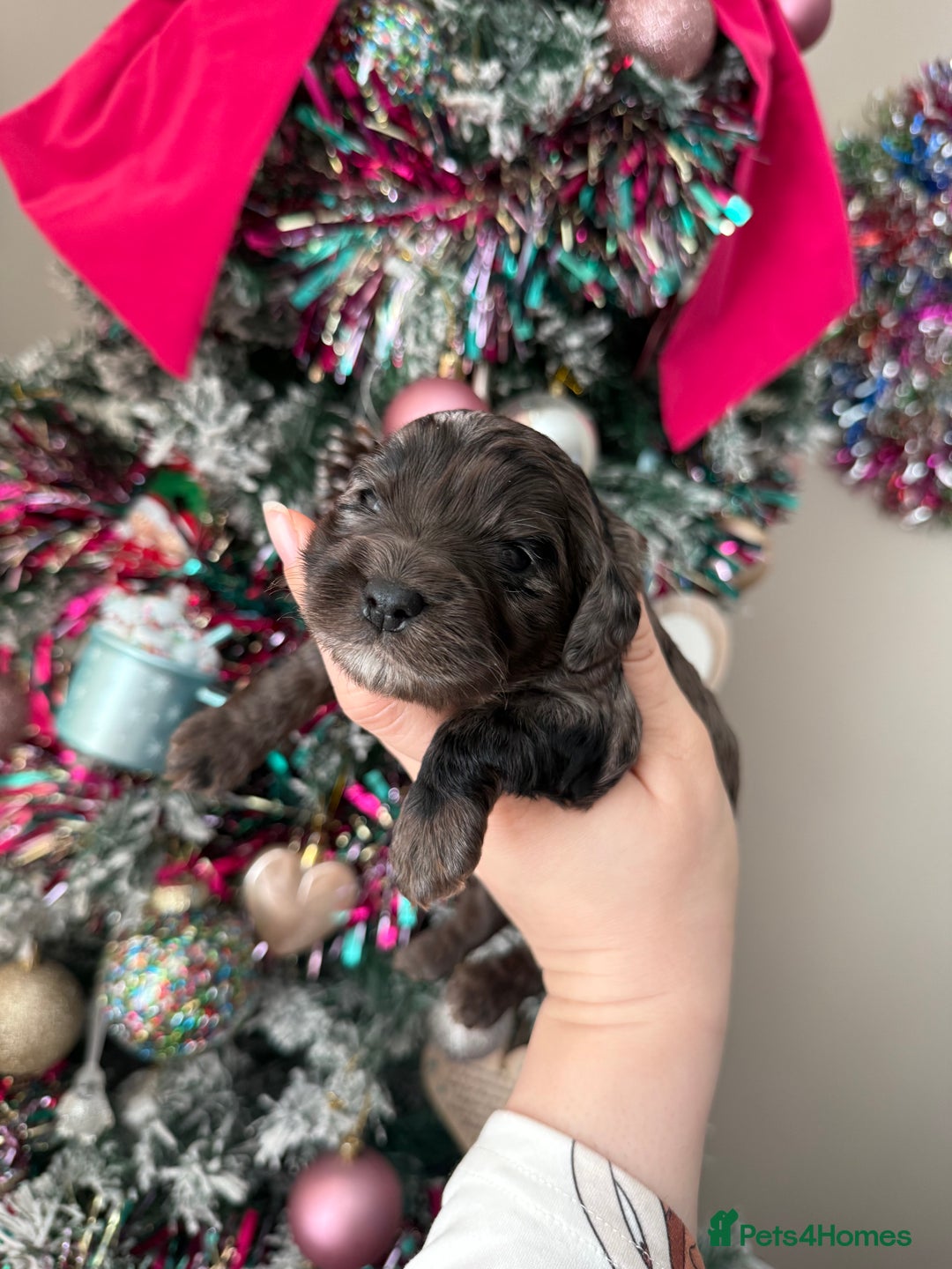 Cockapoo dogs for sale: Gorgeous F1 cockapoo puppies  - Advert 7