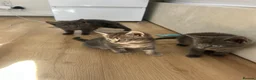 Mixed Breed cats for sale: Beautiful kittens  - Advert 32