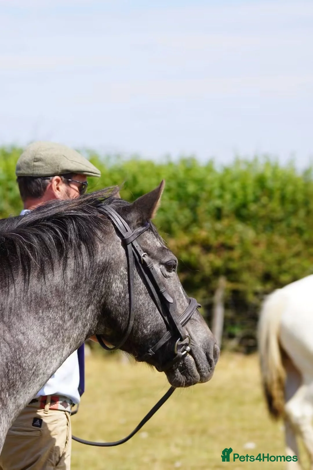Connemara horses for sale: Irish Connie cob family pony - Advert 10
