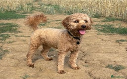 Cavapoo dogs for sale: ✨🌈 Rare Chocolate & Multicoloured Curly Cavapoos - Image 12