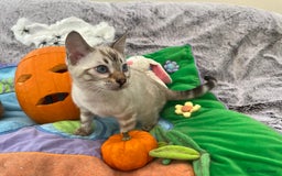 Bengal cats for sale: OUTSTANDING TICA reg BENGAL KITTENS - Image 11