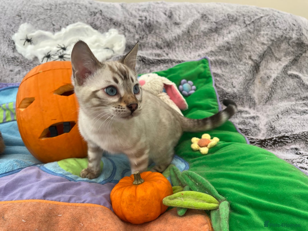 Bengal cats for sale: OUTSTANDING TICA reg BENGAL KITTENS - Image 11