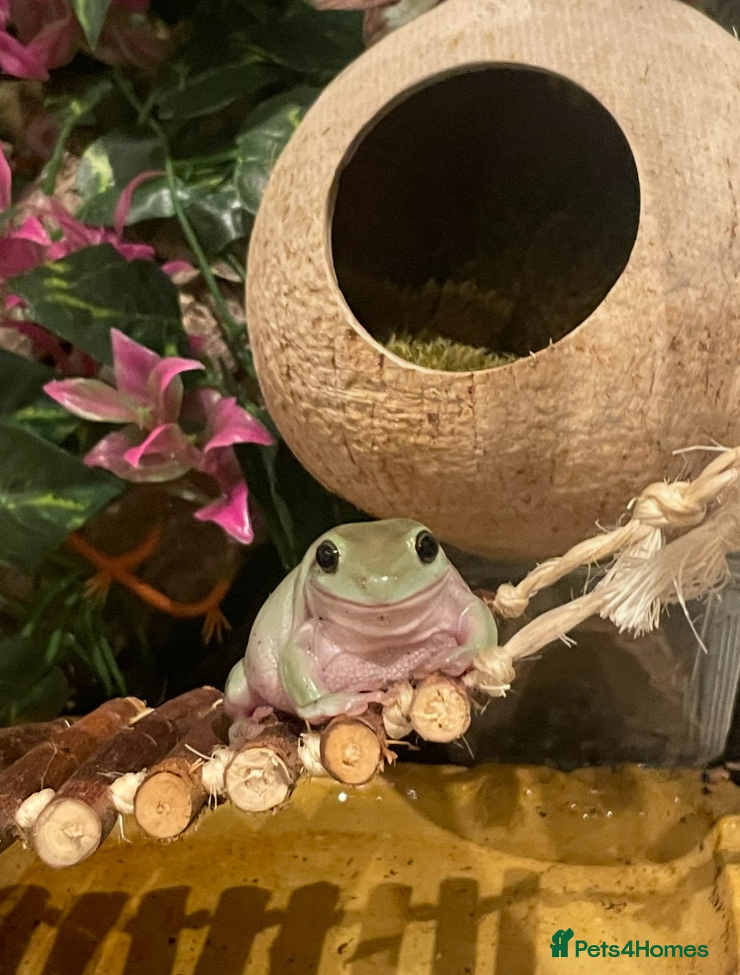 Frog reptiles for sale: White tree frogs - Image 2