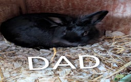 Lionhead rabbits for sale: 4x lionhead bunnies 8 week old 1x girl and 3x boys - Image 9