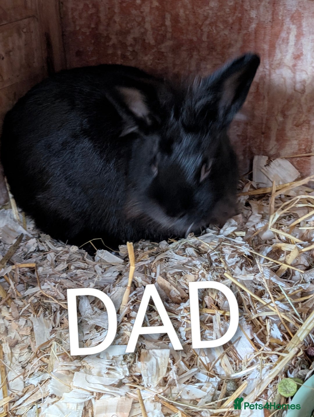 Lionhead rabbits for sale: 4x lionhead bunnies 8 week old 1x girl and 3x boys - Image 9