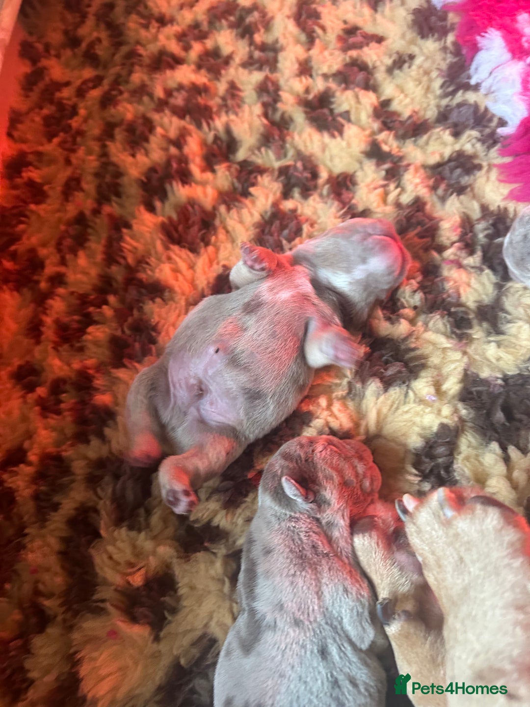 English Bulldog dogs for sale: English bulldog puppies - Image 21