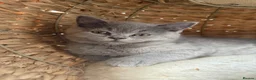 British Shorthair cats for sale: Beautiful British Shorthair kittens - Advert 12