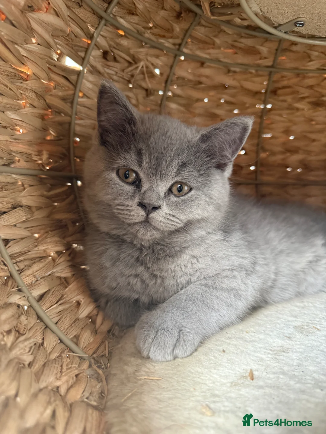 British Shorthair cats for sale: Beautiful British Shorthair kittens - Advert 12