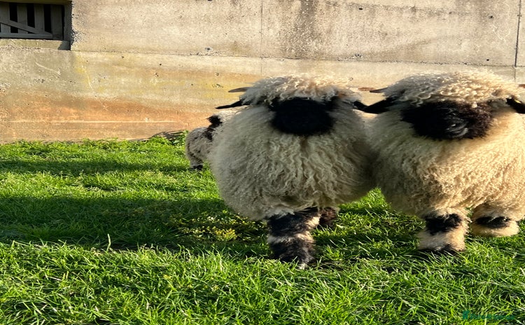 Sheep livestock - Advert 2