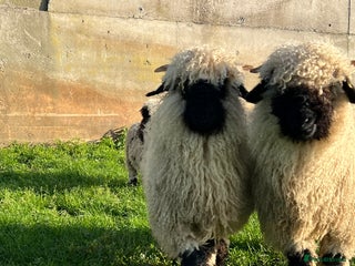 Sheep livestock - Advert 9