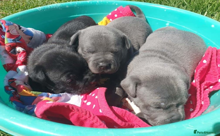 Staffordshire Bull Terrier dogs - Advert 14